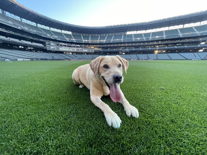 Este es Tucker. Es una mezcla de labrador y retriever de 4 años y acaba de ser adoptado por el club de los Seattle Mariners