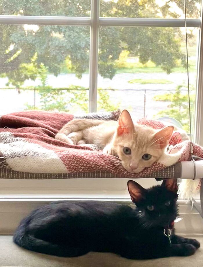Acabo de adoptar estos gatitos y realmente necesito que los veas