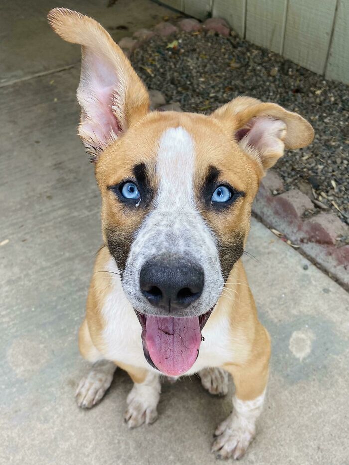 Acabo de adoptar a este apuesto diablo