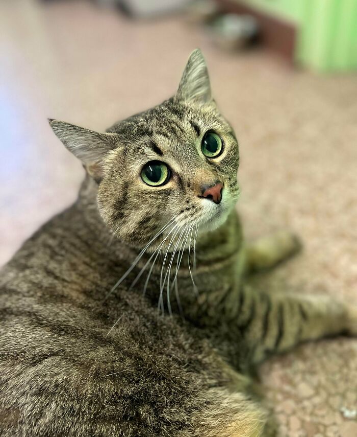 Adoptamos esta semana una gatita ciega y sin garras de 10 años y se está adaptando perfectamente