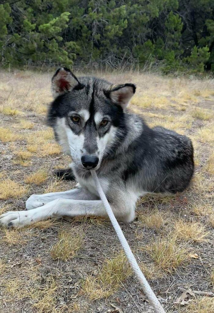 Acabo de adoptar a este dulce perrete