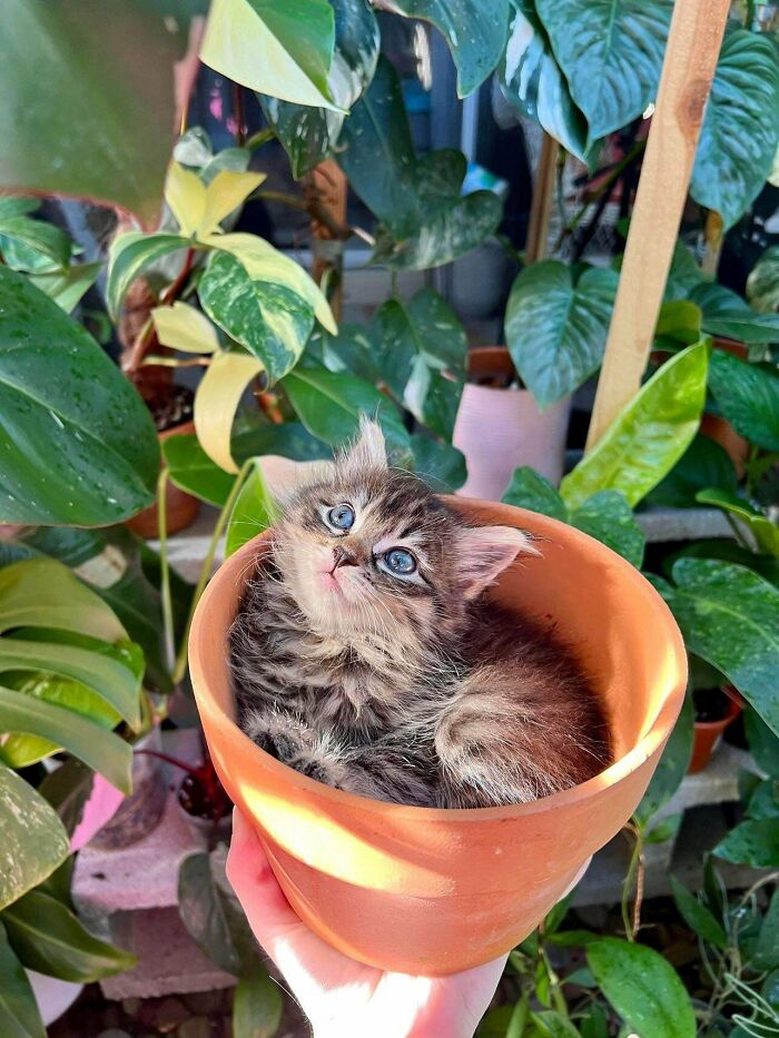 Gatita con el apropiado nombre de Fern. Tiene un adoptante aprobado, no me sorprende