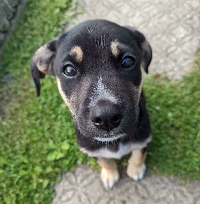 Adoptamos a esta cosita. Os presento a Woof