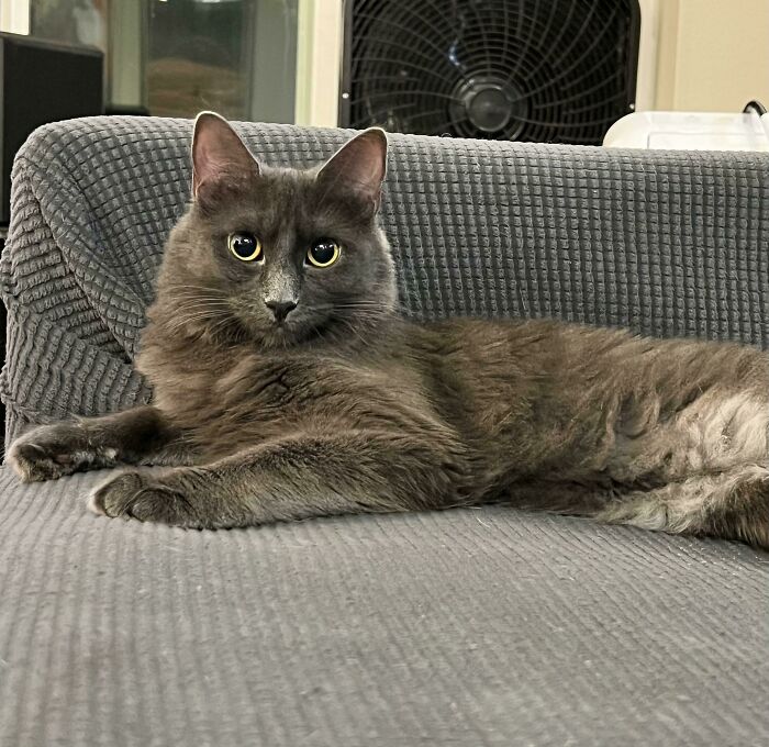  Acabo de adoptar a esta descarada chica