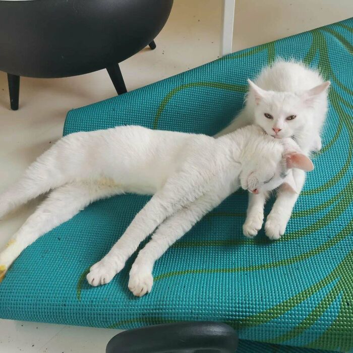 He adoptado 2 gatitos de diferentes camadas. Estoy celoso de su relación