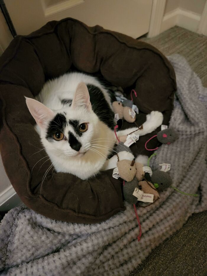 Acabo de adoptar un gato al que le gusta acaparar ratones