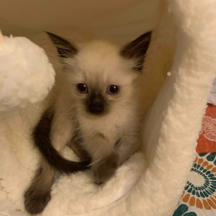 Acabo de adoptar un gatito. Me gustaría saber su raza. Si alguien puede ayudarme, se lo agradecería de verdad