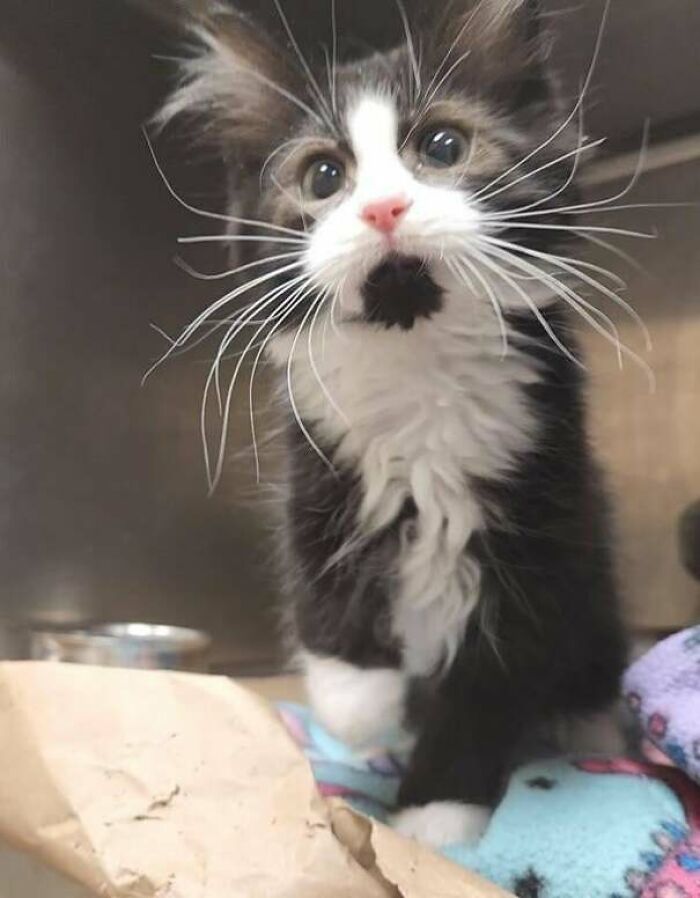 He adoptado a esta belleza. Lleva con nosotros 2 semanas. Su nombre es Boots