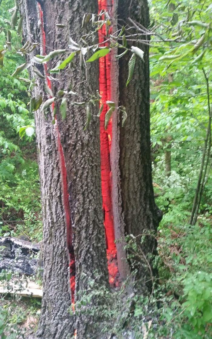 Un árbol de mi ciudad arde por la caída de un rayo