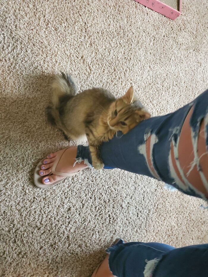 Mi gatita rescatada me abraza mientras hago la colada. Es tan agradecida