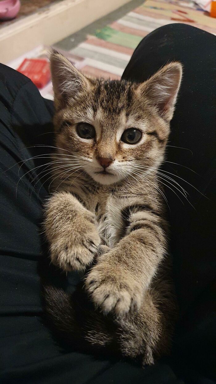 El nuevo gato rescatado me ha tomado el pelo