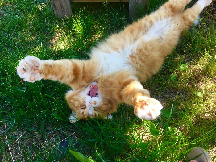 ¡Conoced a nuestro gato rescatado, el Sr. Chubbyhugs!