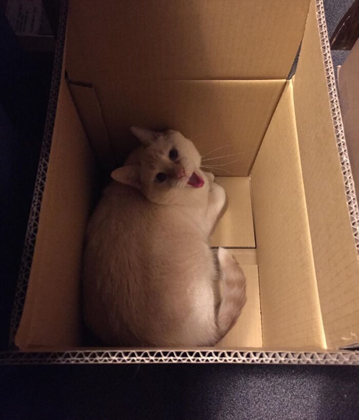 Aquella vez que asusté a Tupelo cuando estaba dentro de una caja