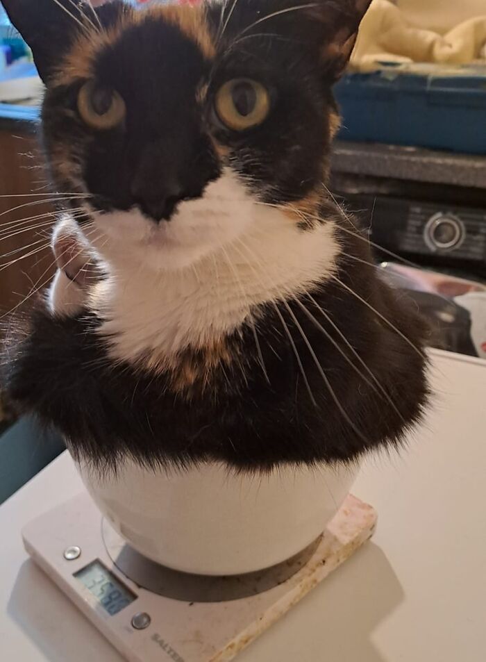Pesando a Lana antes de desparasitarla. Todavía es lo suficientemente pequeña como para pesarla en la balanza de la cocina; tal vez debería haber usado un tazón más grande. La cara que puso no tiene precio