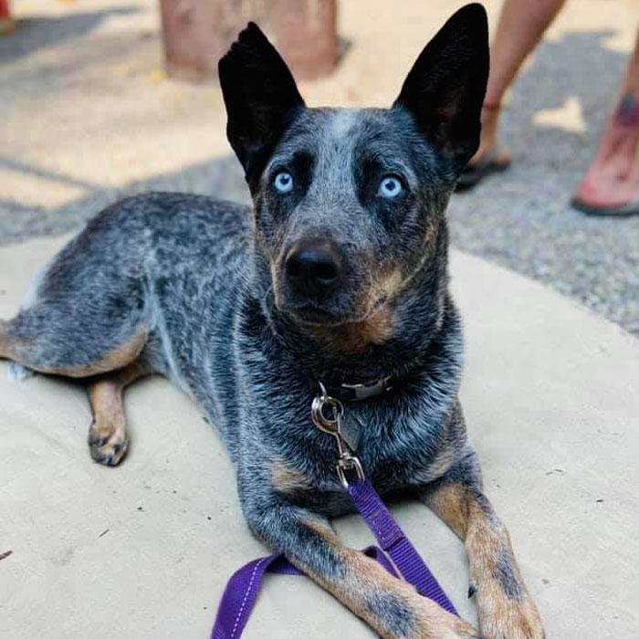 Este perro hizo photobomb en la boda de sus dueños, y la gente comparte fotos similares