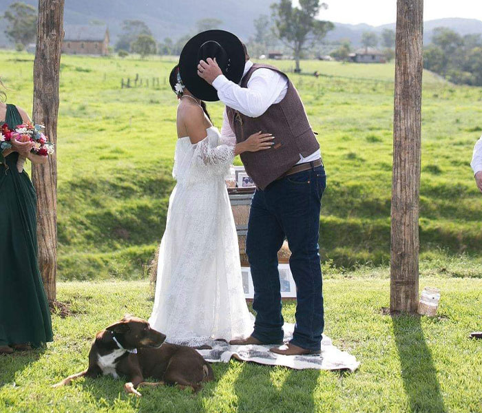Este perro hizo photobomb en la boda de sus dueños, y la gente comparte fotos similares