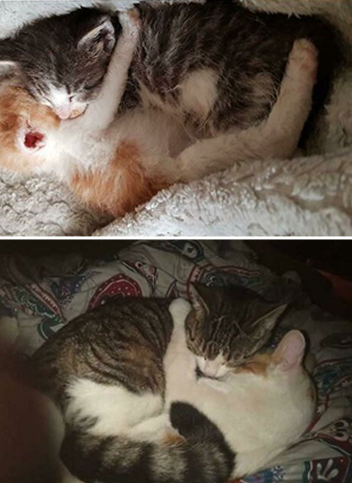 8 meses después de la adopción y siguen siendo mejores amigos