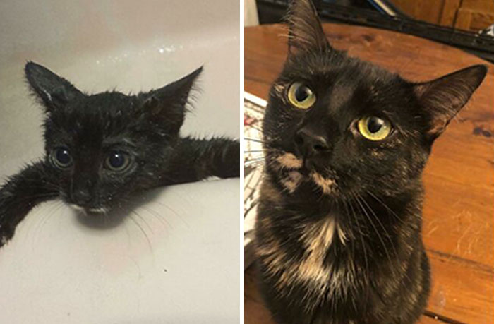¡Bean, cuando tenía meses vs. ahora con 7 años!
