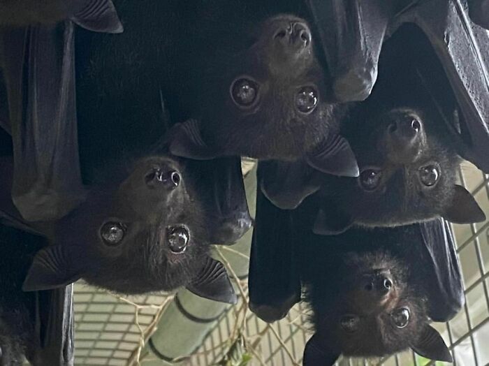 La pandilla