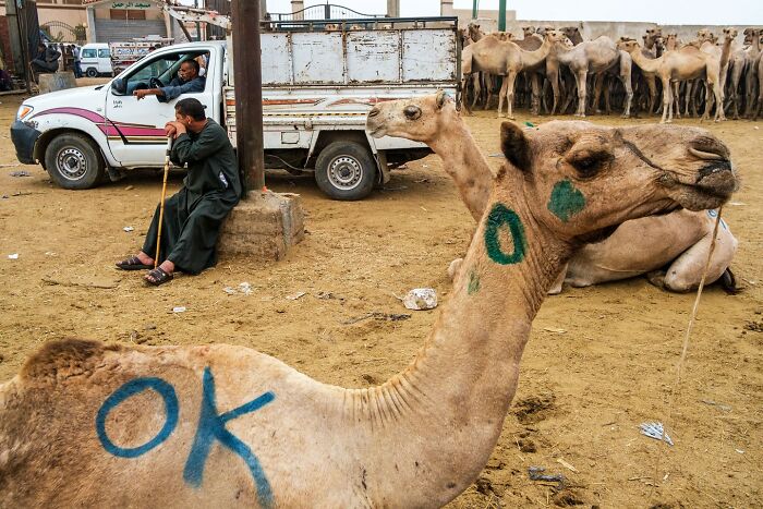 Scientist-Turned-Photographer Takes Pictures Of Ironic Everyday Moments (30 Pics)