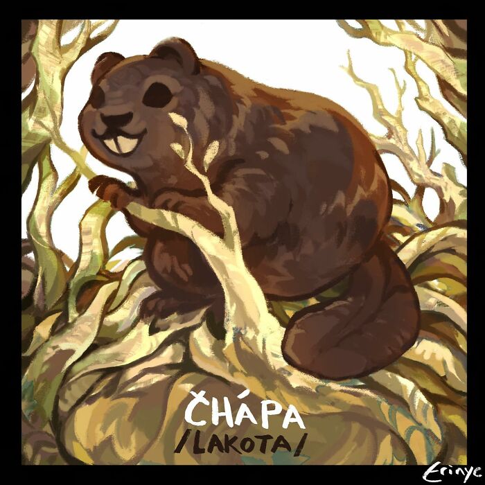 Čhápa (lakota)