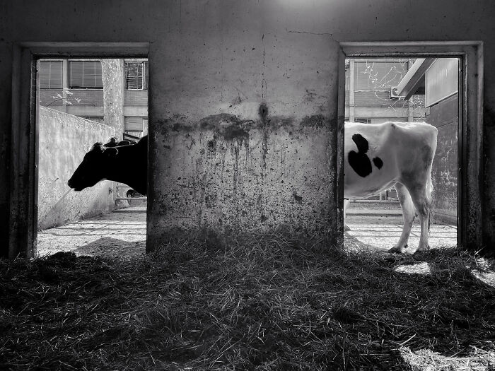 1er lugar, Animales - Pier Luigi Dodi