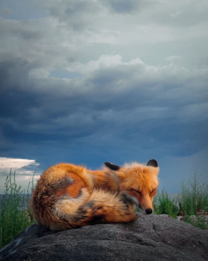 2do lugar, Animales - Sanjay Chauhan