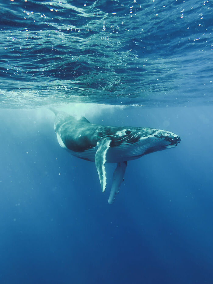 3er lugar, Animales - Tran Hieu