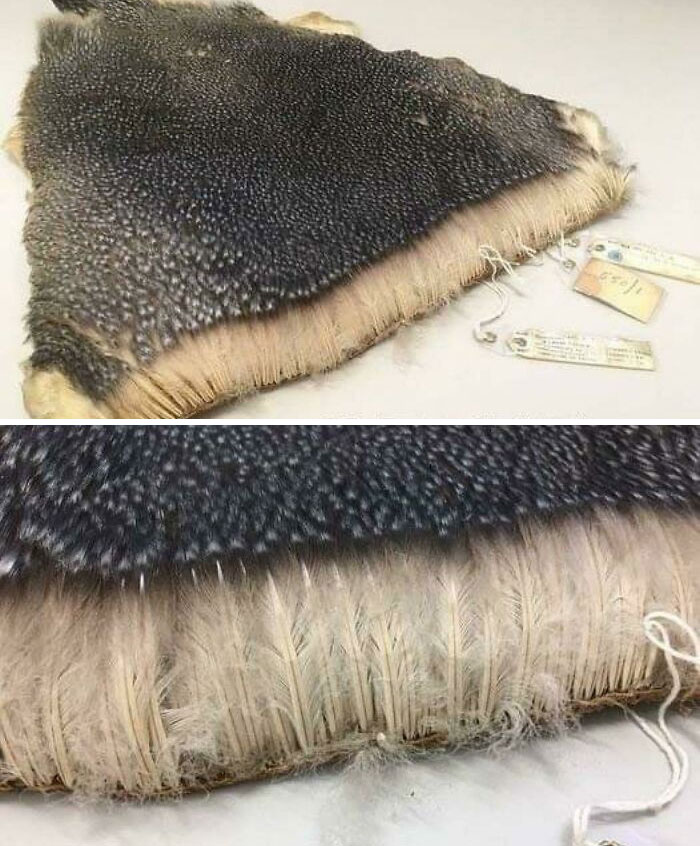 Plumas de pingüino