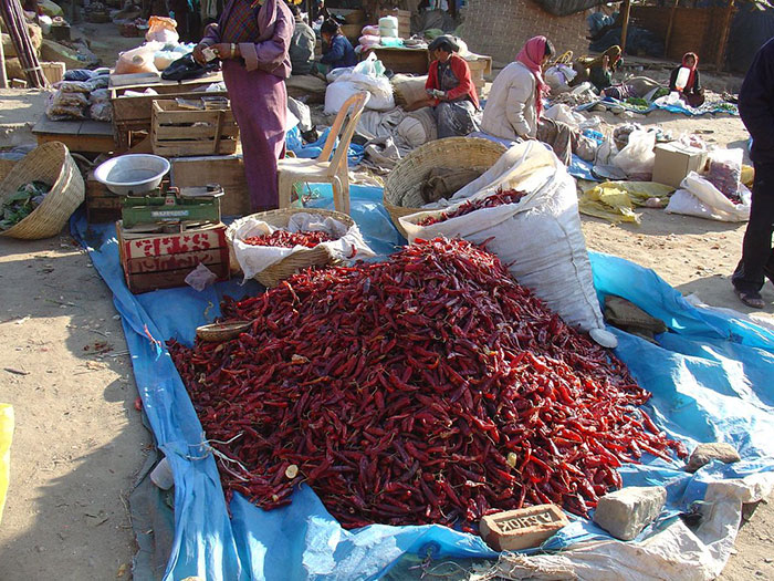 Guindilla
