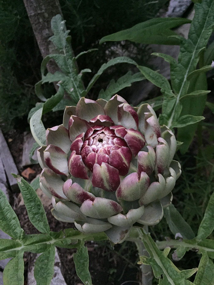Alcachofa