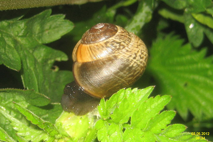Caracoles
