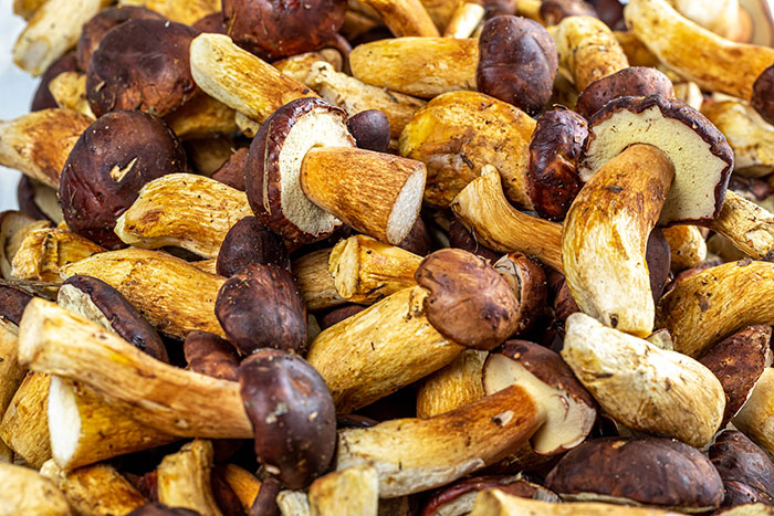 Hongos
