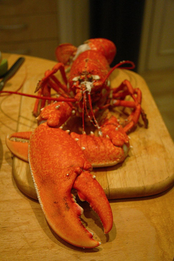 Langosta
