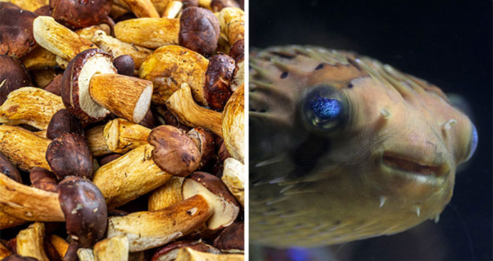 20 Alimentos curiosos que sabemos que son comestibles, pero no cómo nuestros ancestros lo descubrieron