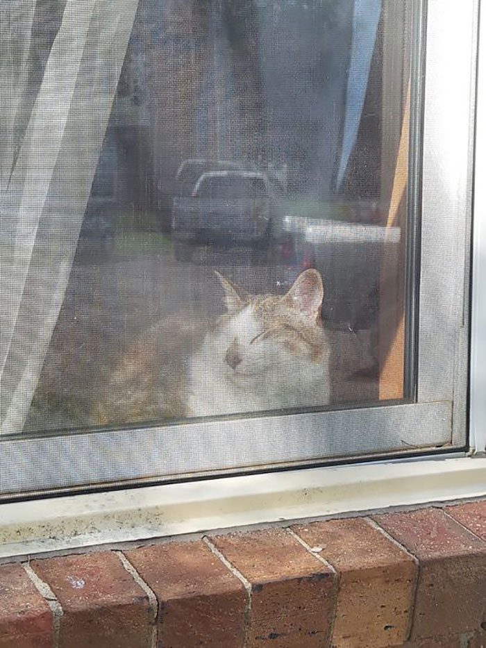 Snickers se quedó dormido junto a la ventana