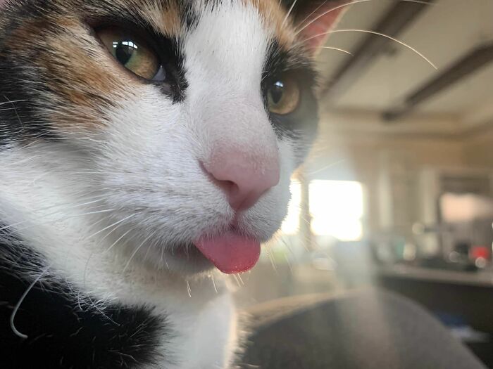 Cuando le dices a tu gato que no hay más hierba para gatos