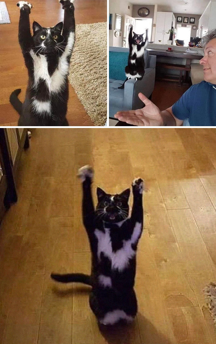 Ella se llama “Keys”. Siempre sube las patitas al aire y nadie sabe por qué