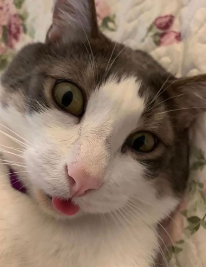 Se llama Biscuit