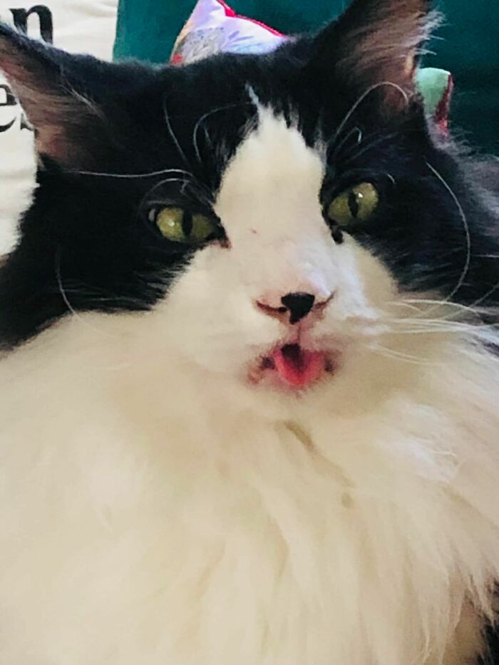 Mi niño grande, Stache