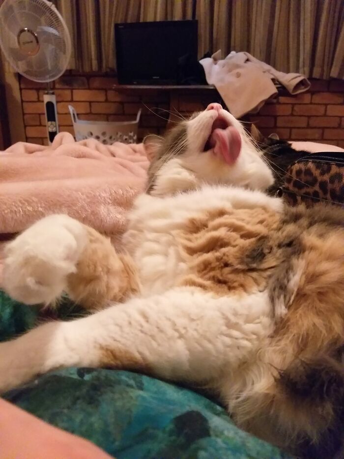 Muéstrenme a sus gatos lamiéndose, esta es mi Daisy