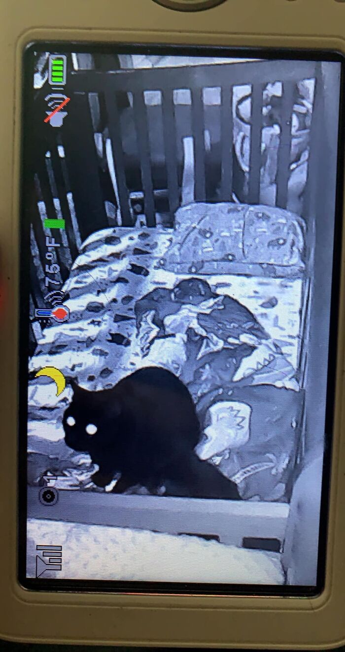 El gato apareció en el monitor del bebé