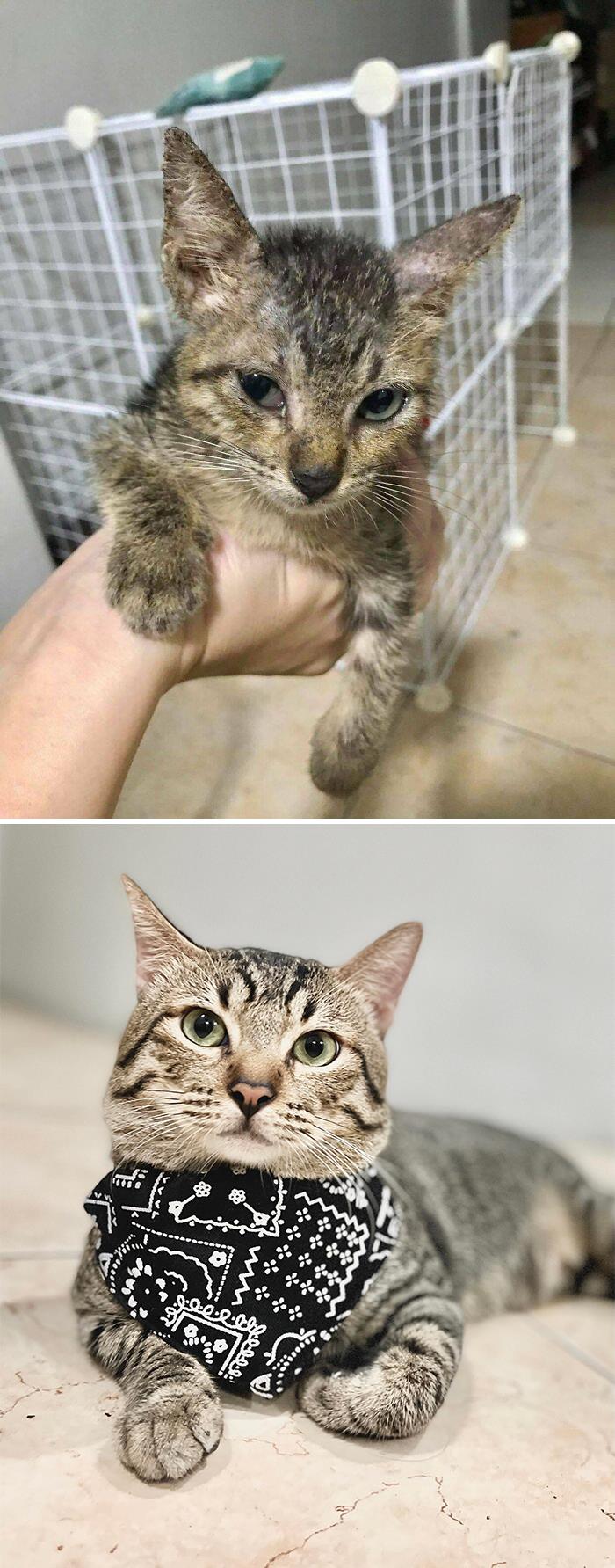 Una semana tras adoptarlo VS su primer cumpleaños