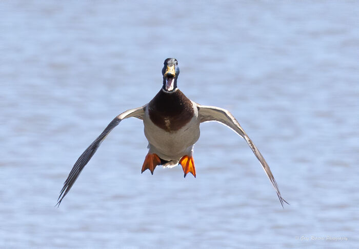 "El pato viene en caliente" por Gary Readore