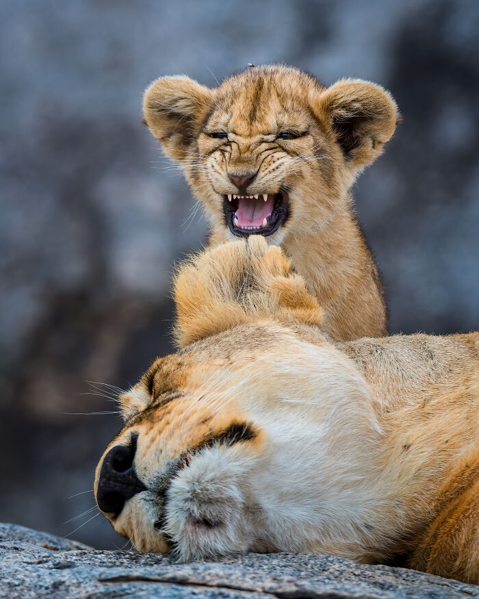 "Mamá, tengo hambre" por Yaron Schmid