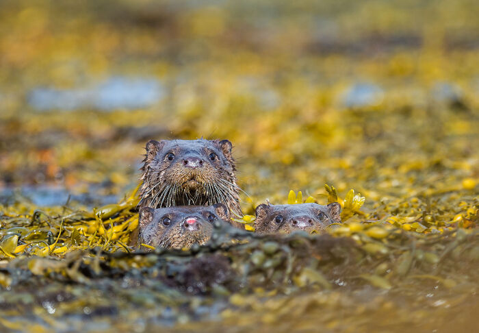 "Los tres amigos" por William Parkinson