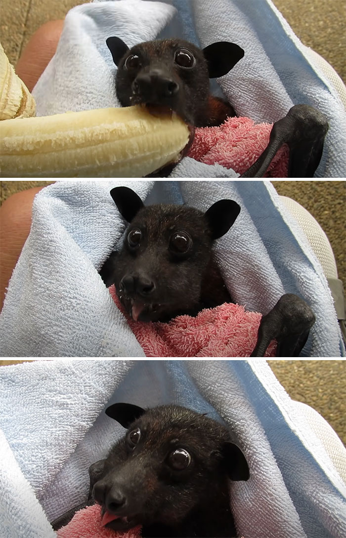 Zampando su plátano