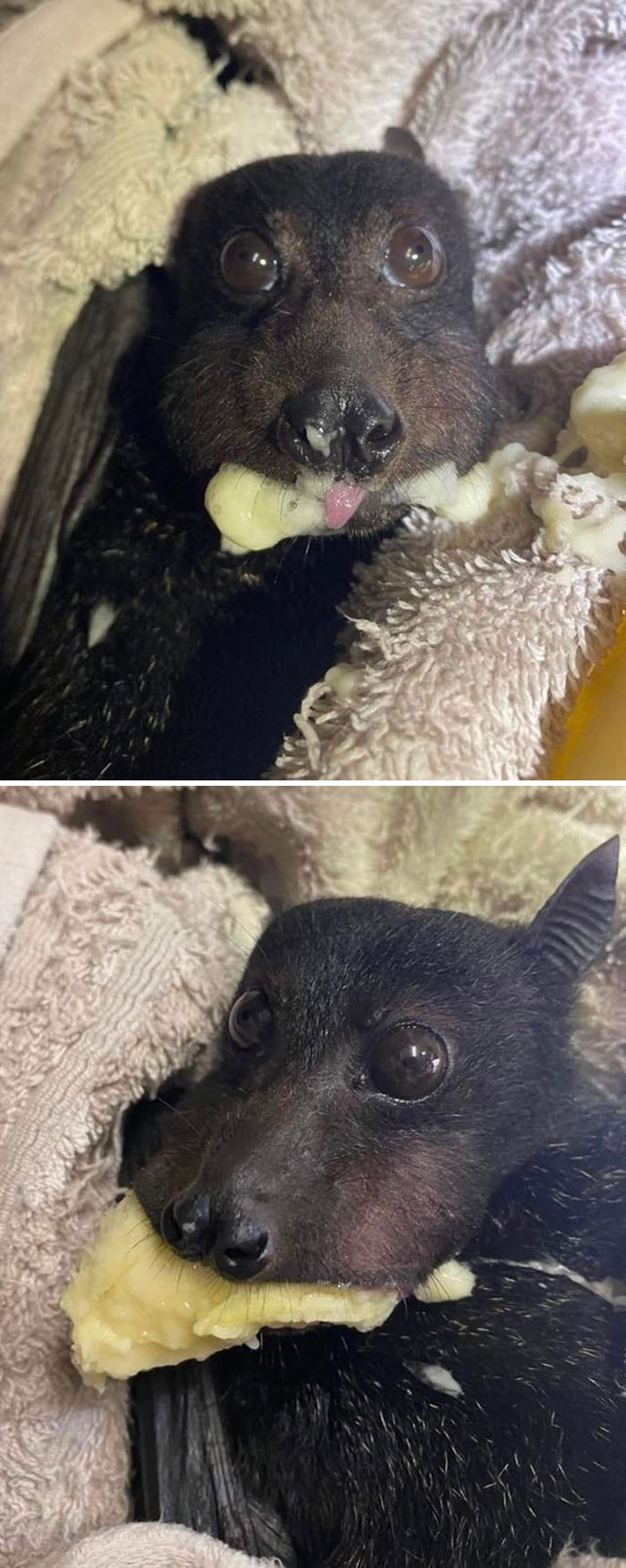Le gusta la banana