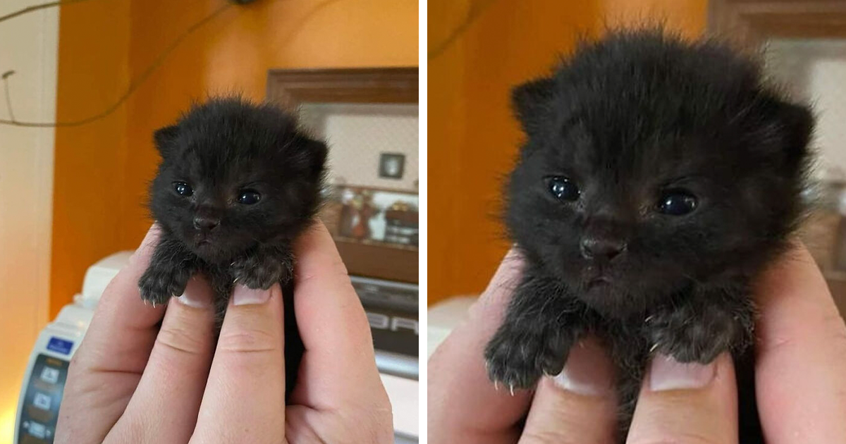 40 De las mejores fotos de gatos mostrando sus “manoplas asesinas” (nuevas imágenes)