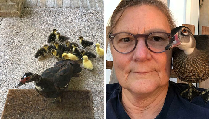 30 Adorables fotos de patos a las que no te podrás resistir